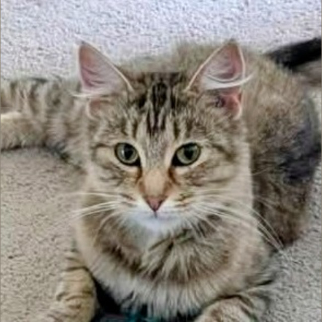 Photo of Penny