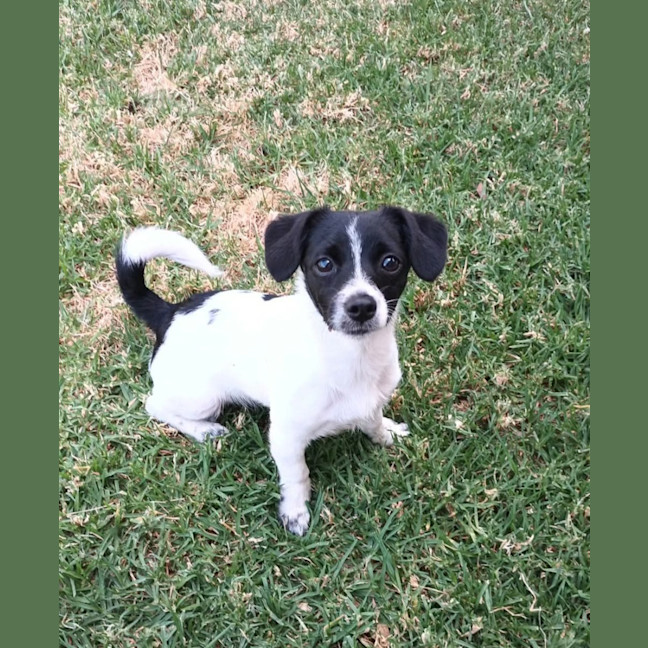 Photo of Oreo