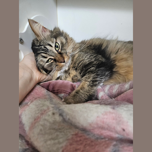 Photo of Clover