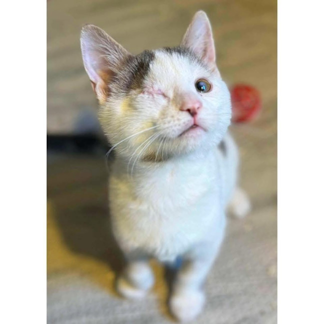 Photo of 12264   Lollipop