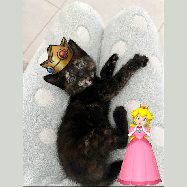 Photo of Peach