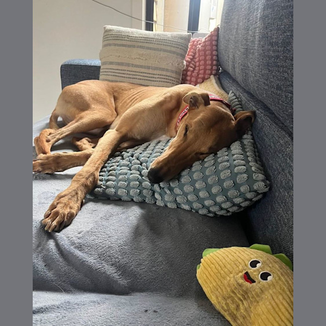 Photo of Ralph