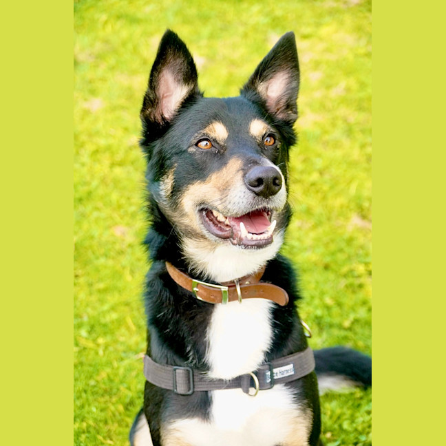 Photo of Dexter