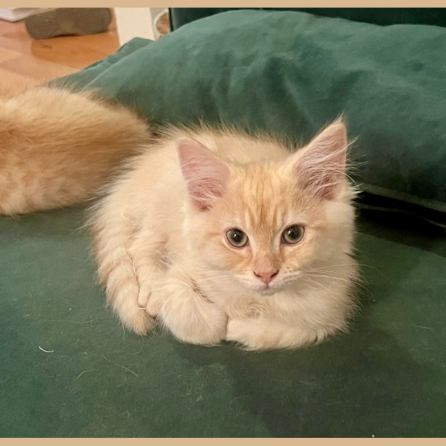 Photo of Wilf