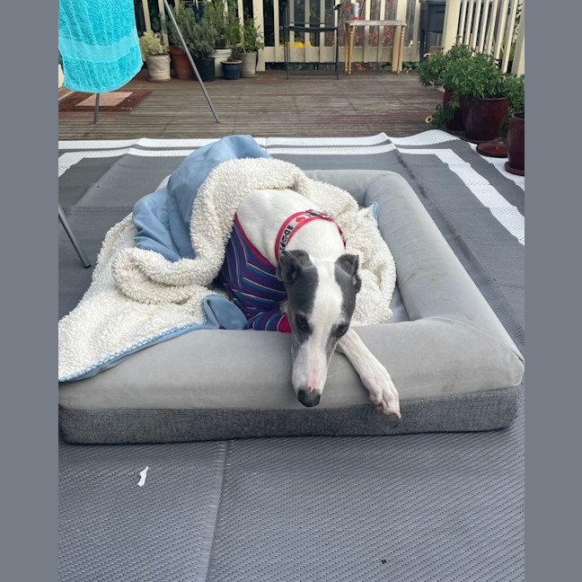 Photo of Marley