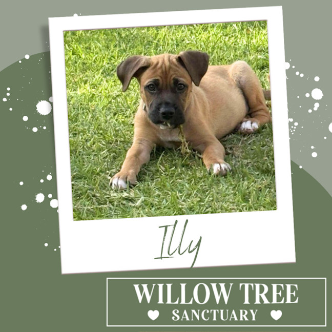 Photo of Illy