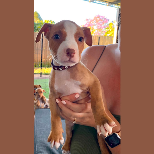Photo of Cedar   10 Week Old Staffy X (On Trial)