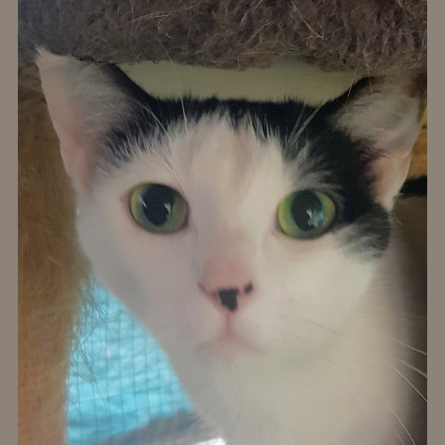 Photo of May   Now At Pet Quarters Broadmeadow