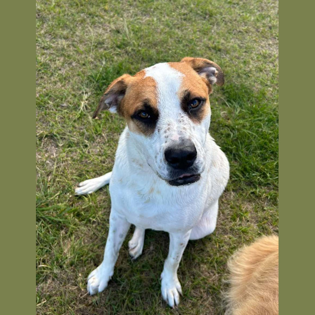 Photo of Peppa *$350 Adoption Fee* 