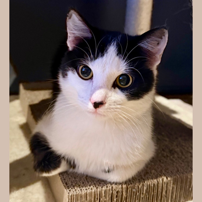 Photo of Panda Scott