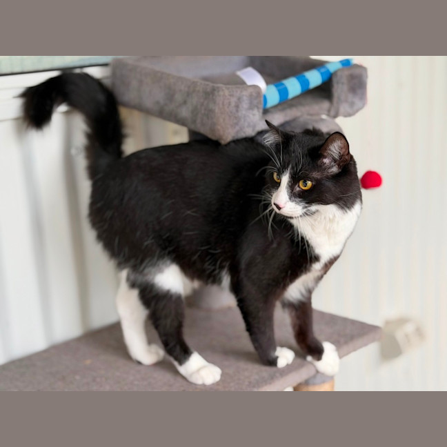 Photo of Gideon