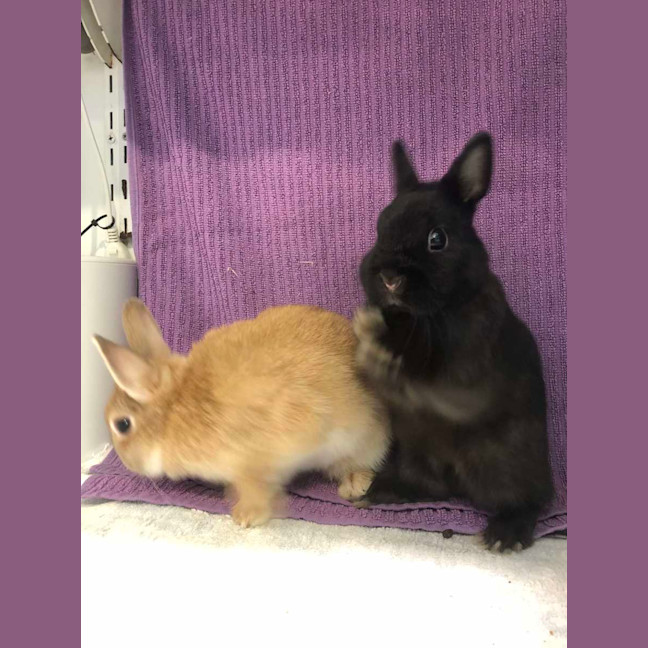 Photo of Kloe & Grim