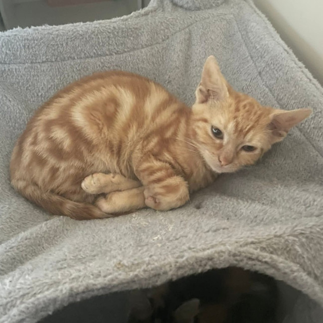 Photo of Marigold