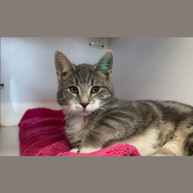Photo of Goose
