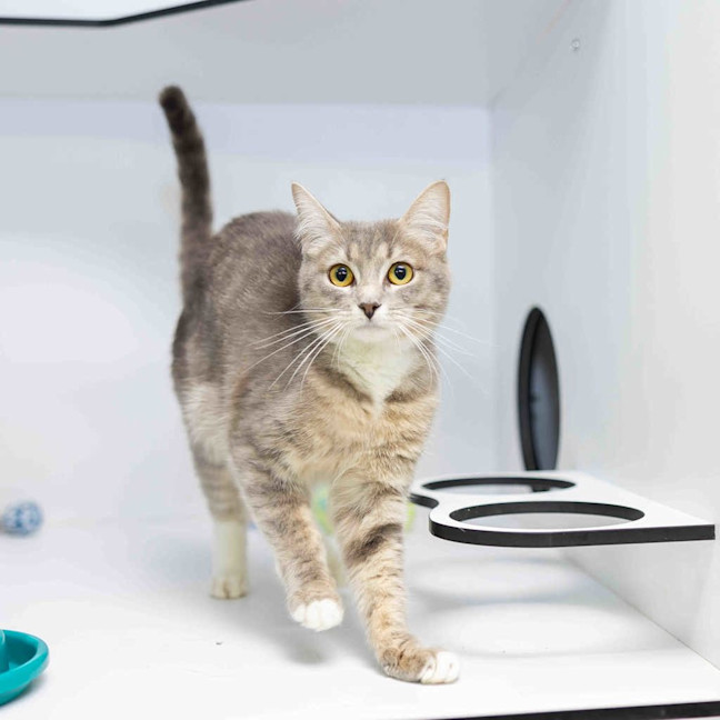 Photo of Minky (Previously Kenzie)