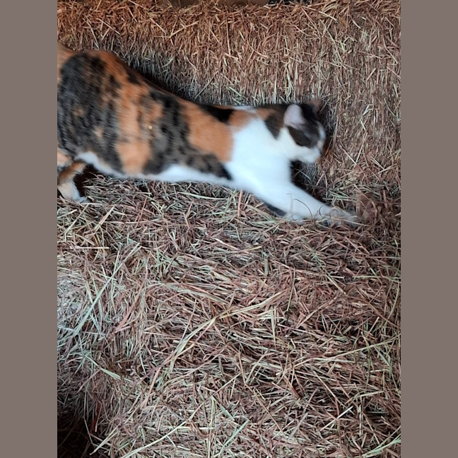Photo of Hazel