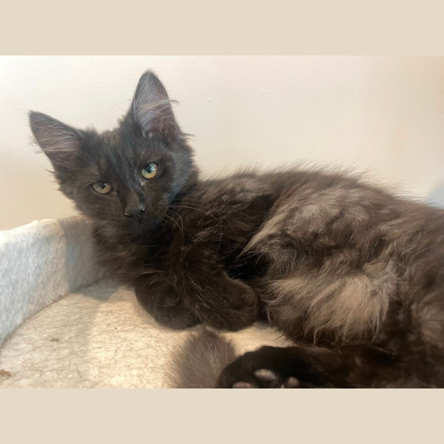 Photo of Comet ☄️