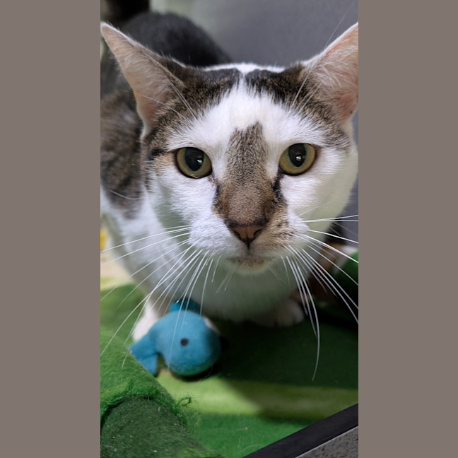 Photo of Sir Mittens