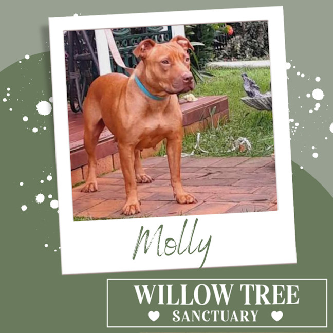 Photo of Molly