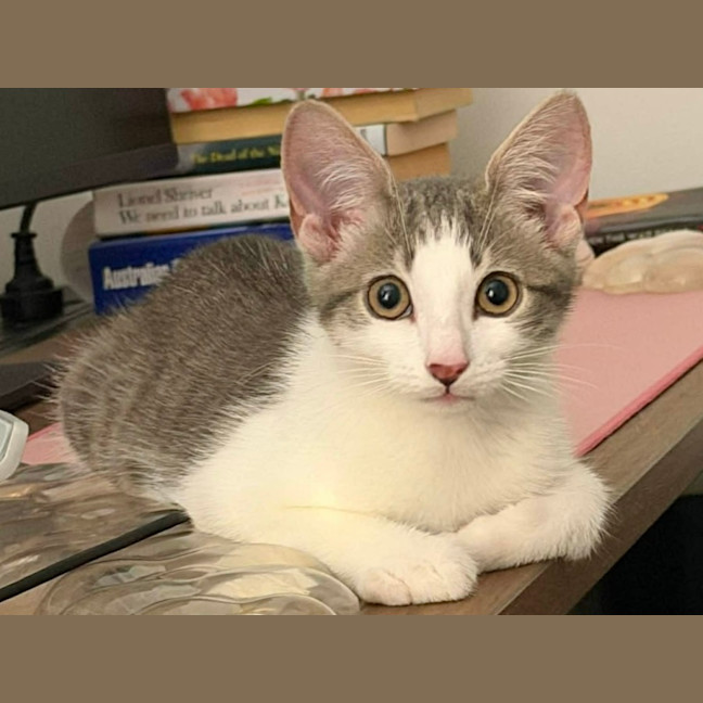 Photo of Toby (Short For Dweezlewamba)