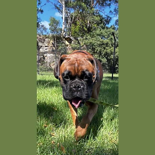 Photo of Tyson