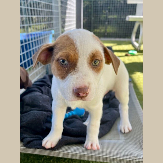 Photo of D1172 Cadbury 