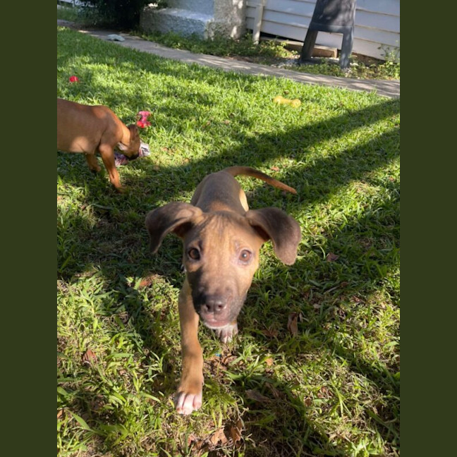 Photo of Deacon