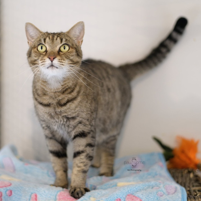 Photo of Agatha ** 2nd Chance Cat Rescue **