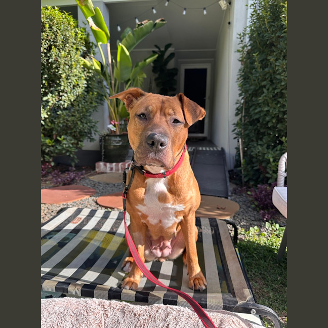 Photo of Shylo
