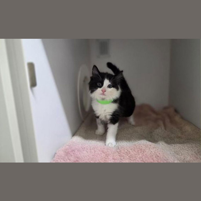 Photo of Patch