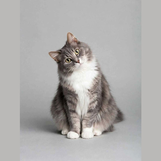 Photo of Misty