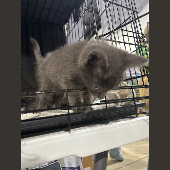 Photo of Astro