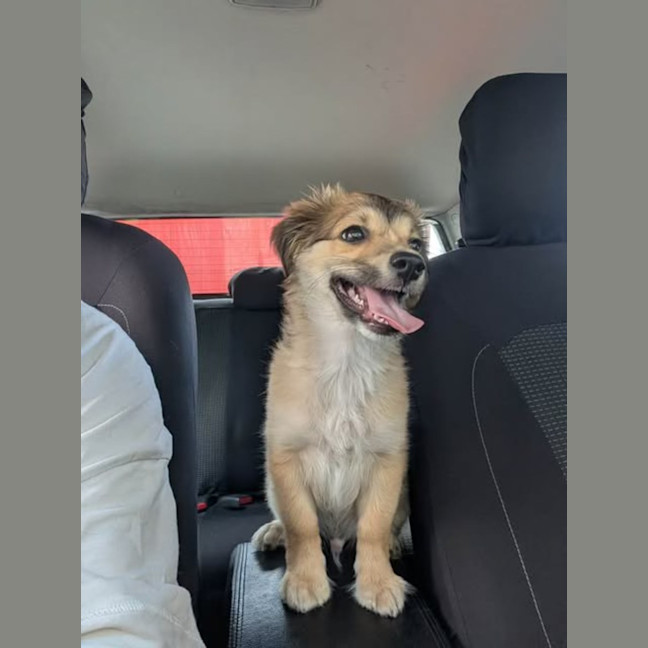 Photo of Sully