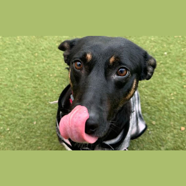 Photo of Coco