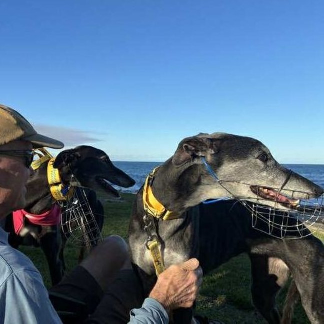 Photo of Yahna The Greyhound