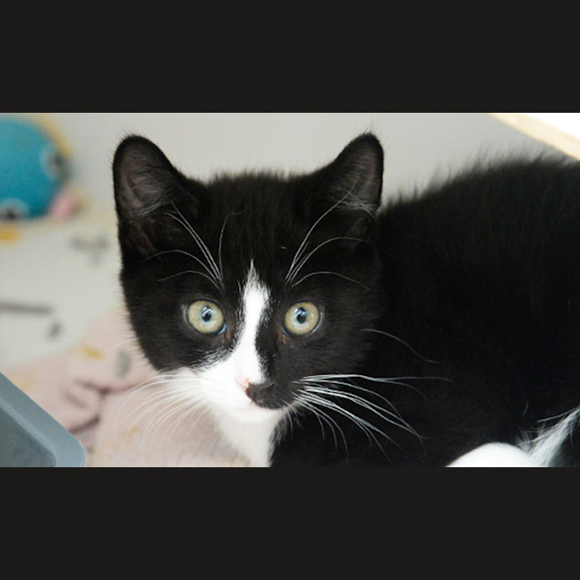 Photo of Reggie