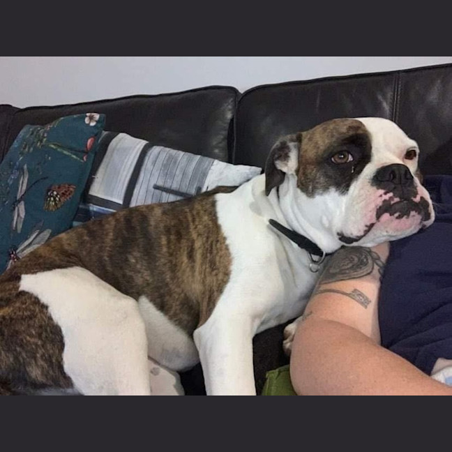 Photo of Gypsy