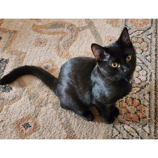 Photo of 13312   Moon