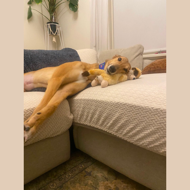 Photo of Sandy 