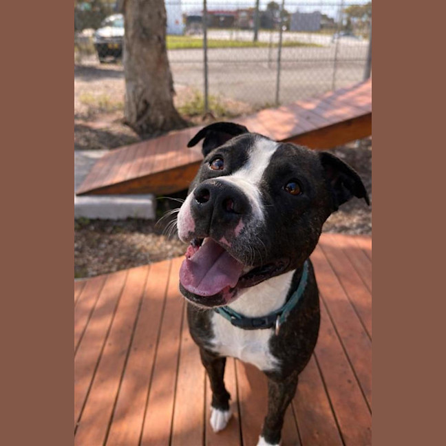 Photo of Brutus
