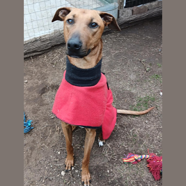 Photo of Nobby