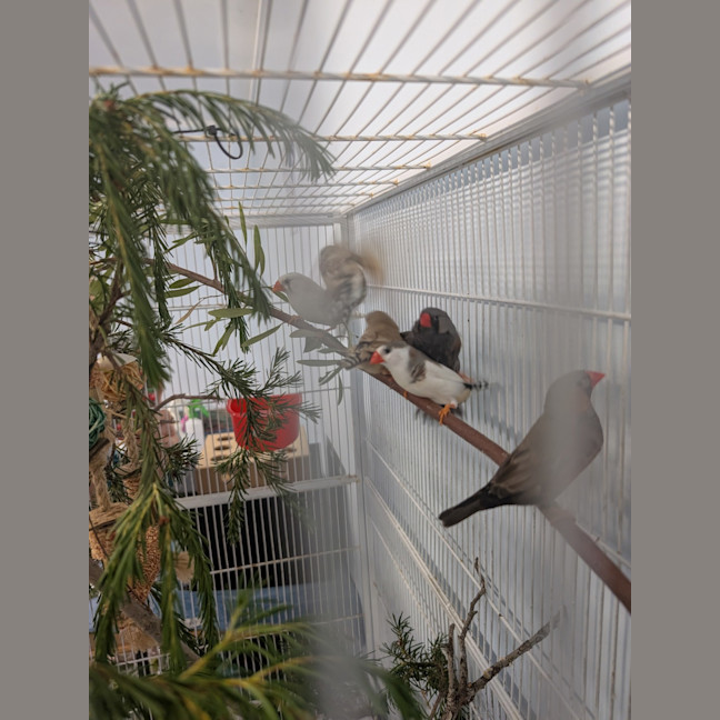 Photo of The Feathered Lucky Charms