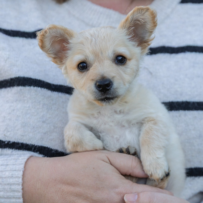Photo of Annie