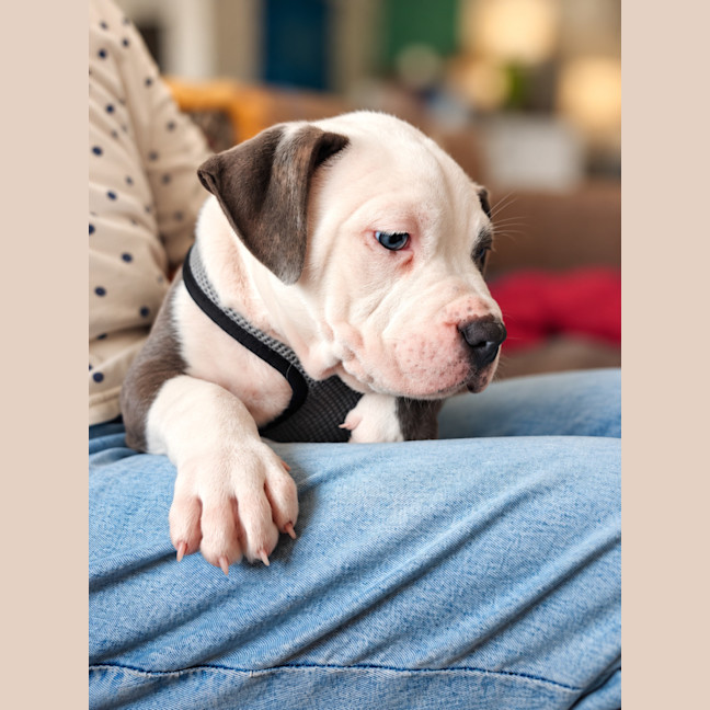 Photo of Dozer
