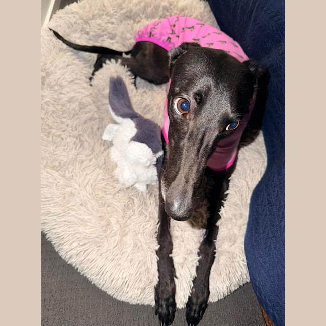 Photo of Muffin, The Small Greyhound