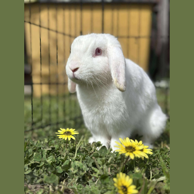 Photo of Dylan