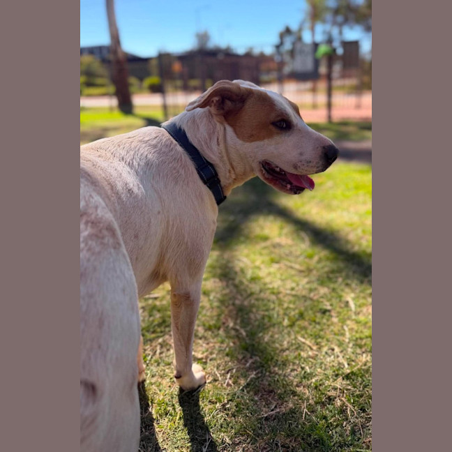Photo of Toffee Twist