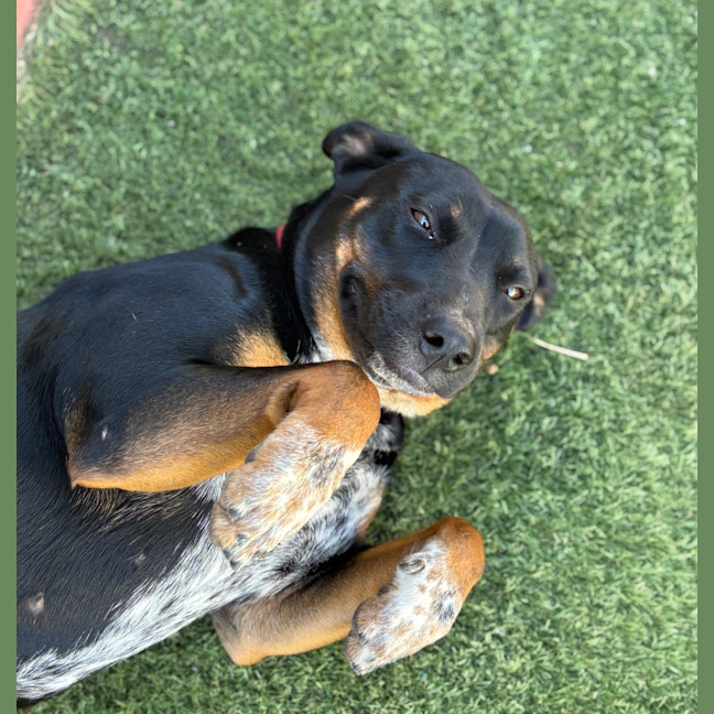 Photo of Posy