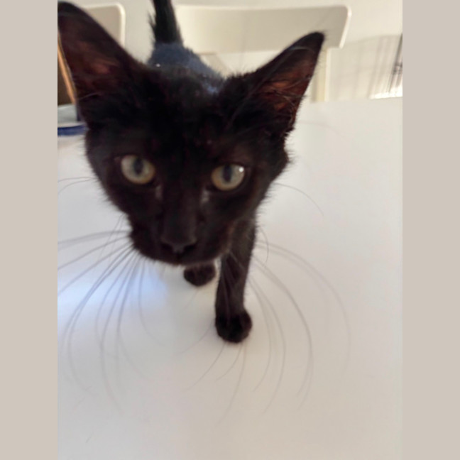 Photo of 🖤 Clare 🐾
