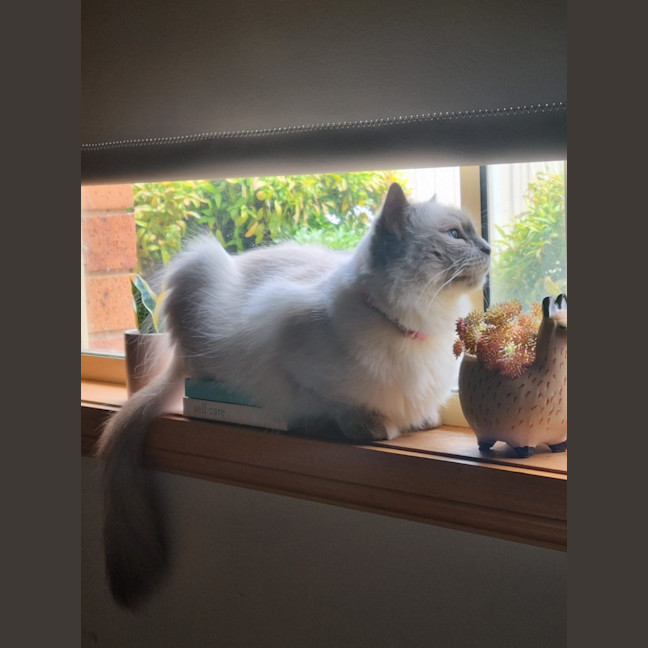 Photo of Selene & Voxie